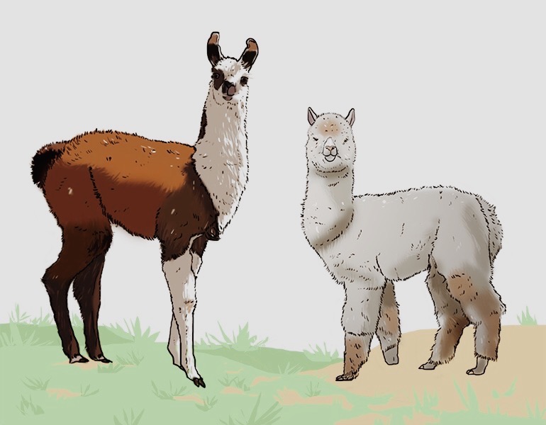 Alpaca vs Llama BellePaga